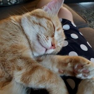 Meet your Posher, Brittany